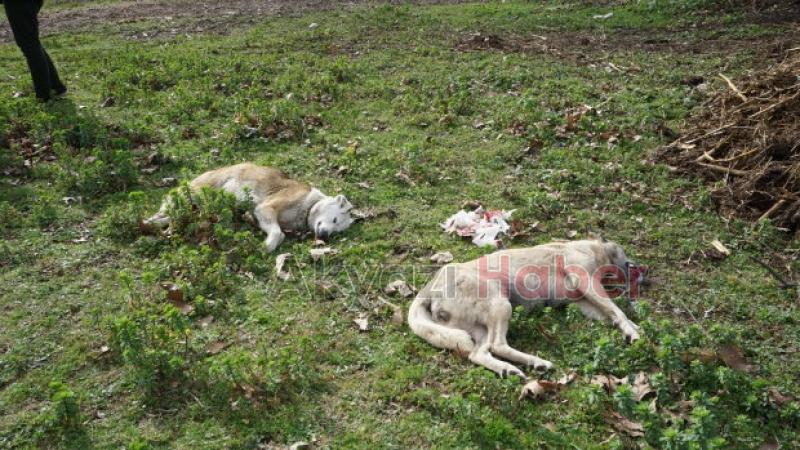 Vahşet Zehirli et verip öldürdüler