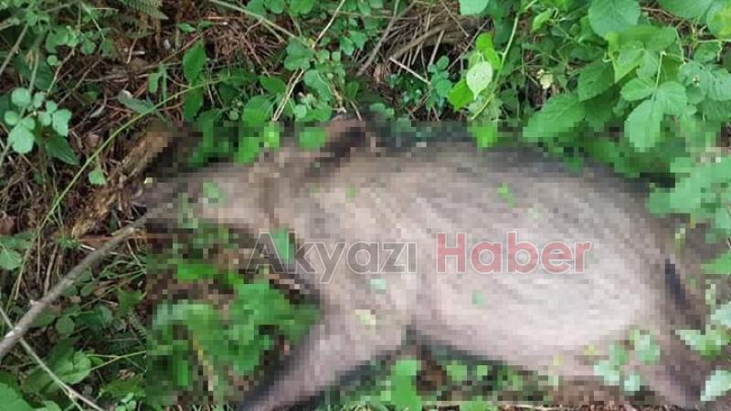 Yaban domuzunu etkisiz hale getirdiler