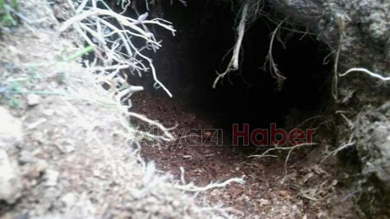 Yabani Hayvanlar Mezarlıklara Dadandı