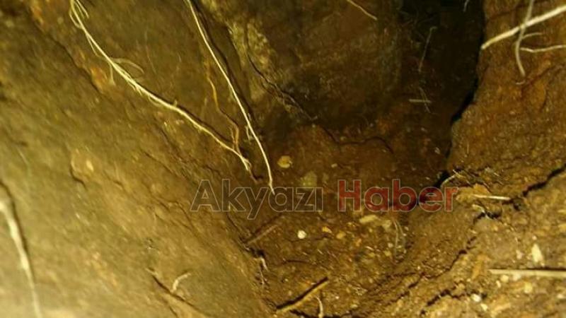 Yabani Hayvanlar Mezarlıklara Dadandı