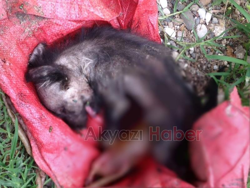 Yağcılar Deresinde Ölmüş Yavru Köpekler Bulundu