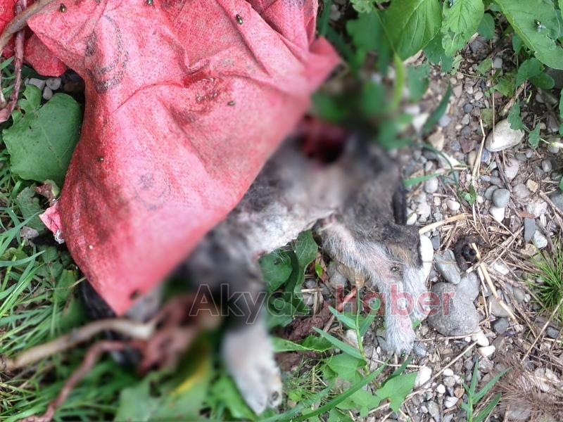 Yağcılar Deresinde Ölmüş Yavru Köpekler Bulundu