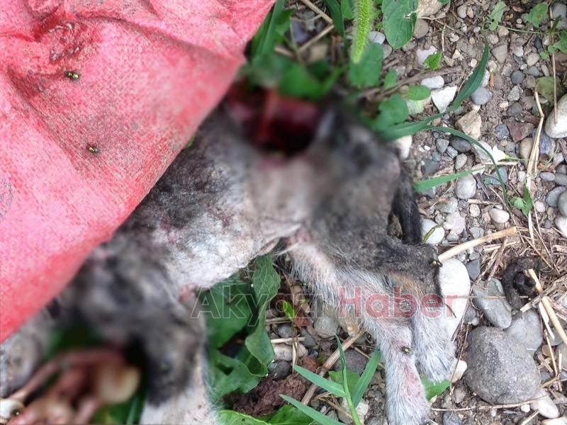 Yağcılar Deresinde Ölmüş Yavru Köpekler Bulundu
