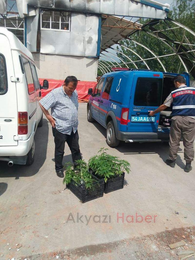 Yağcılarda Kenevir Ele Geçirildi