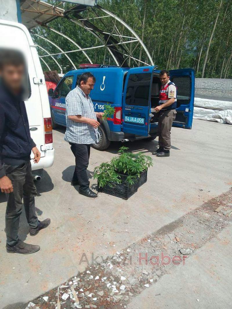 Yağcılarda Kenevir Ele Geçirildi