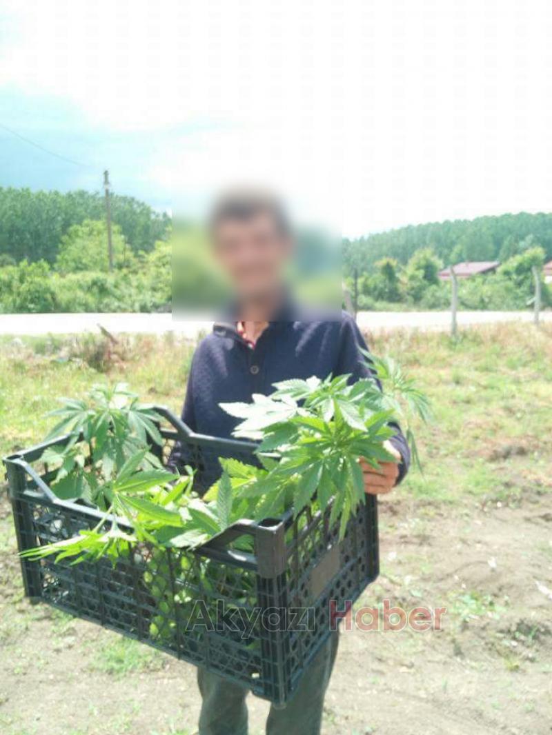 Yağcılarda Kenevir Ele Geçirildi