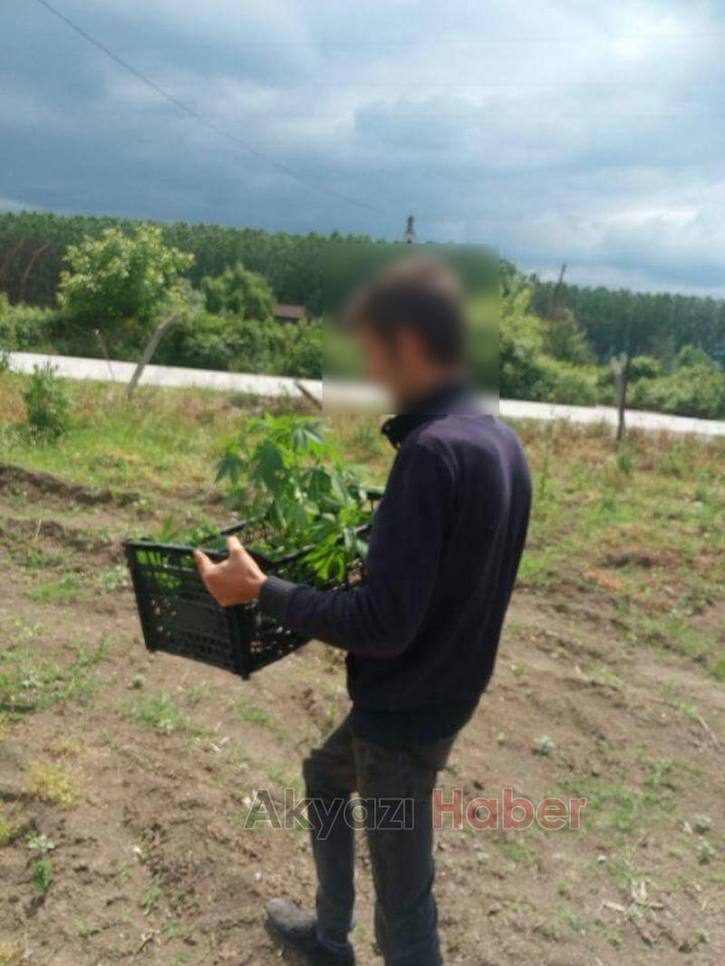 Yağcılarda Kenevir Ele Geçirildi