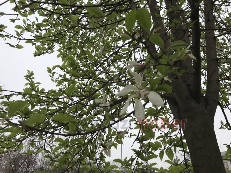 Yalancı Bahara Aldanan Ağaçlar Çiçek Açtı