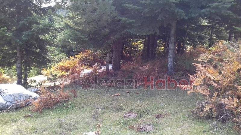 Yanık Yaylası'nda rezillik