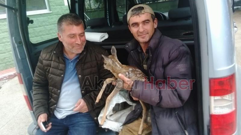 Yaralı Bulunan Ceylan Koruma Altına Alındı