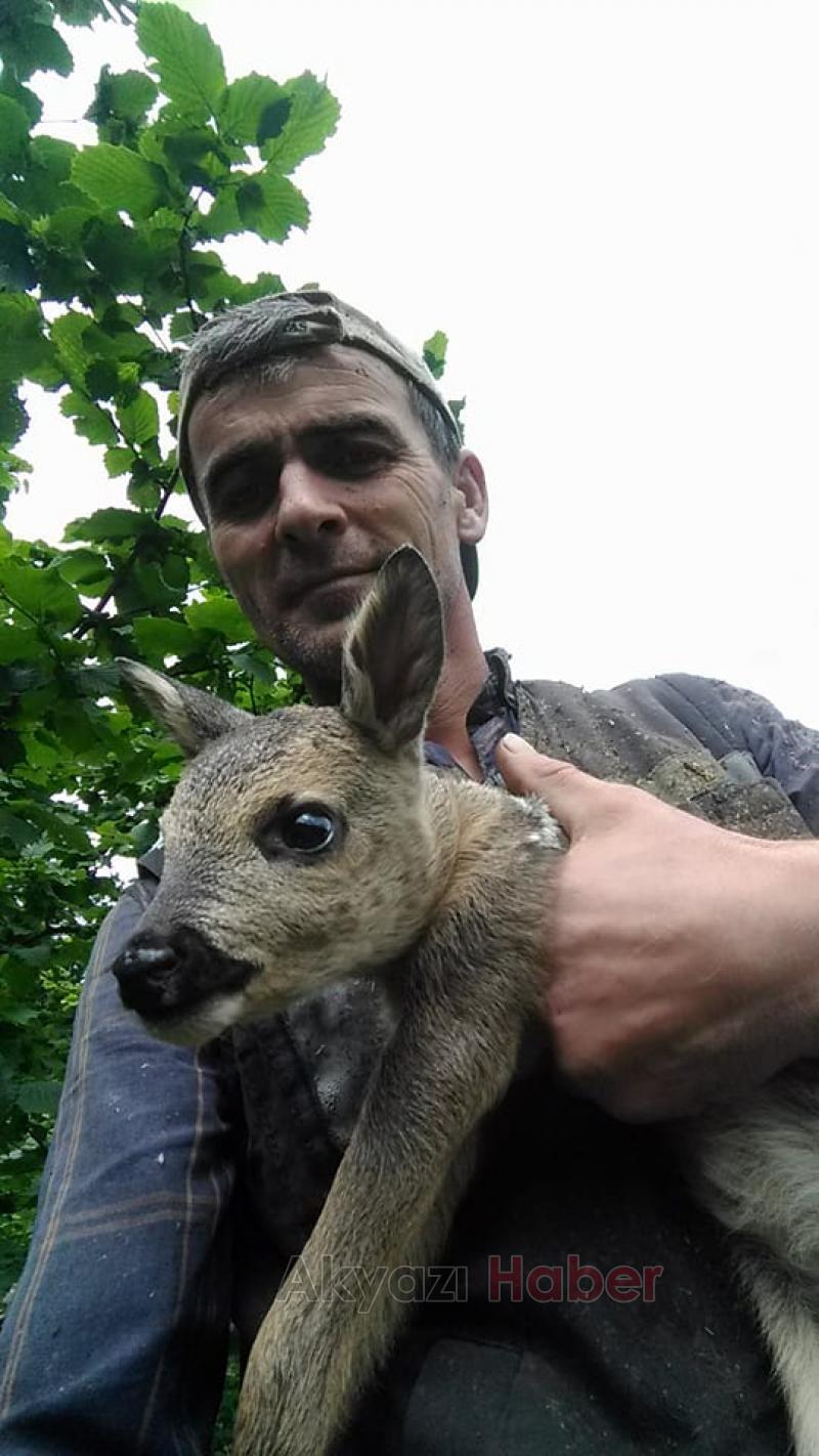 Yaralı Bulunan Ceylan Koruma Altına Alındı