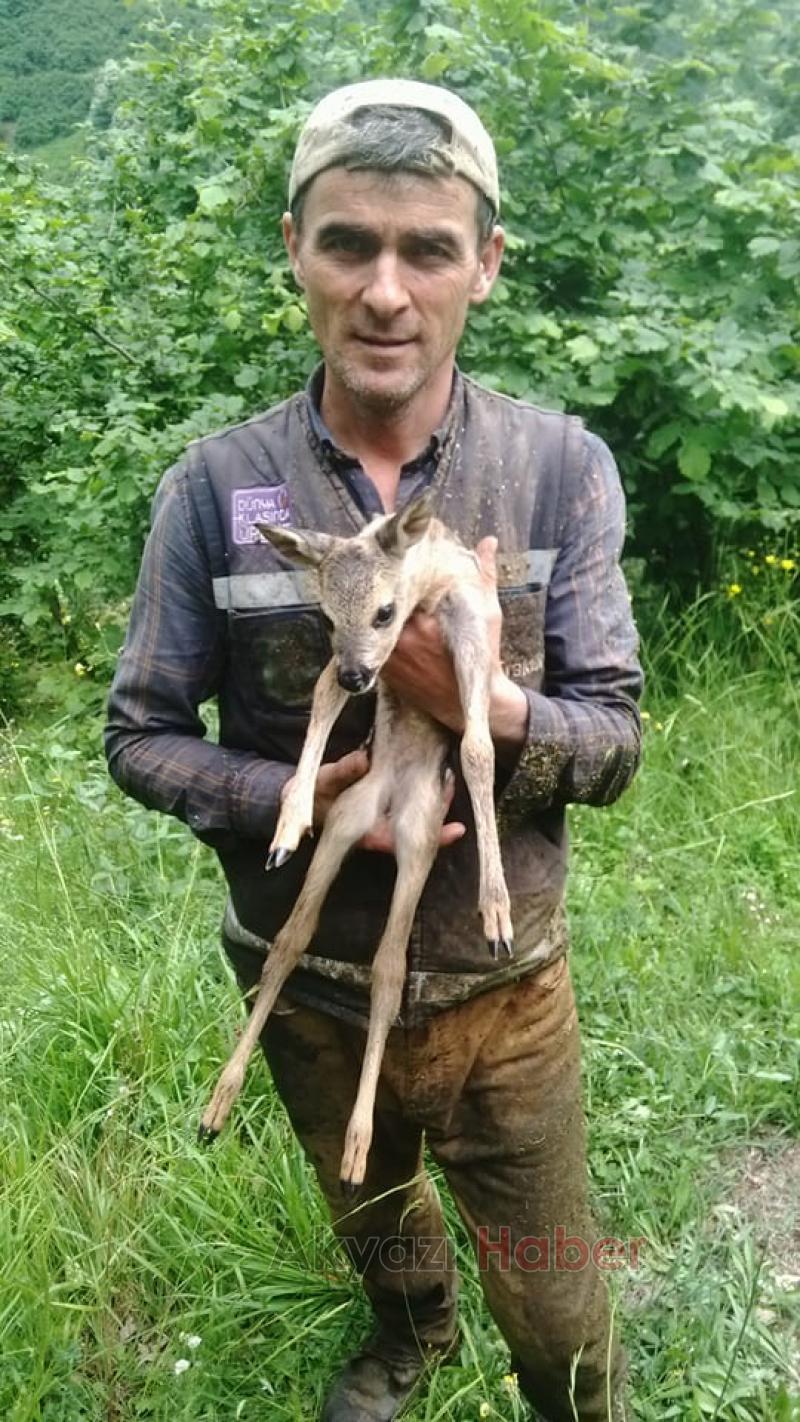 Yaralı Bulunan Ceylan Koruma Altına Alındı