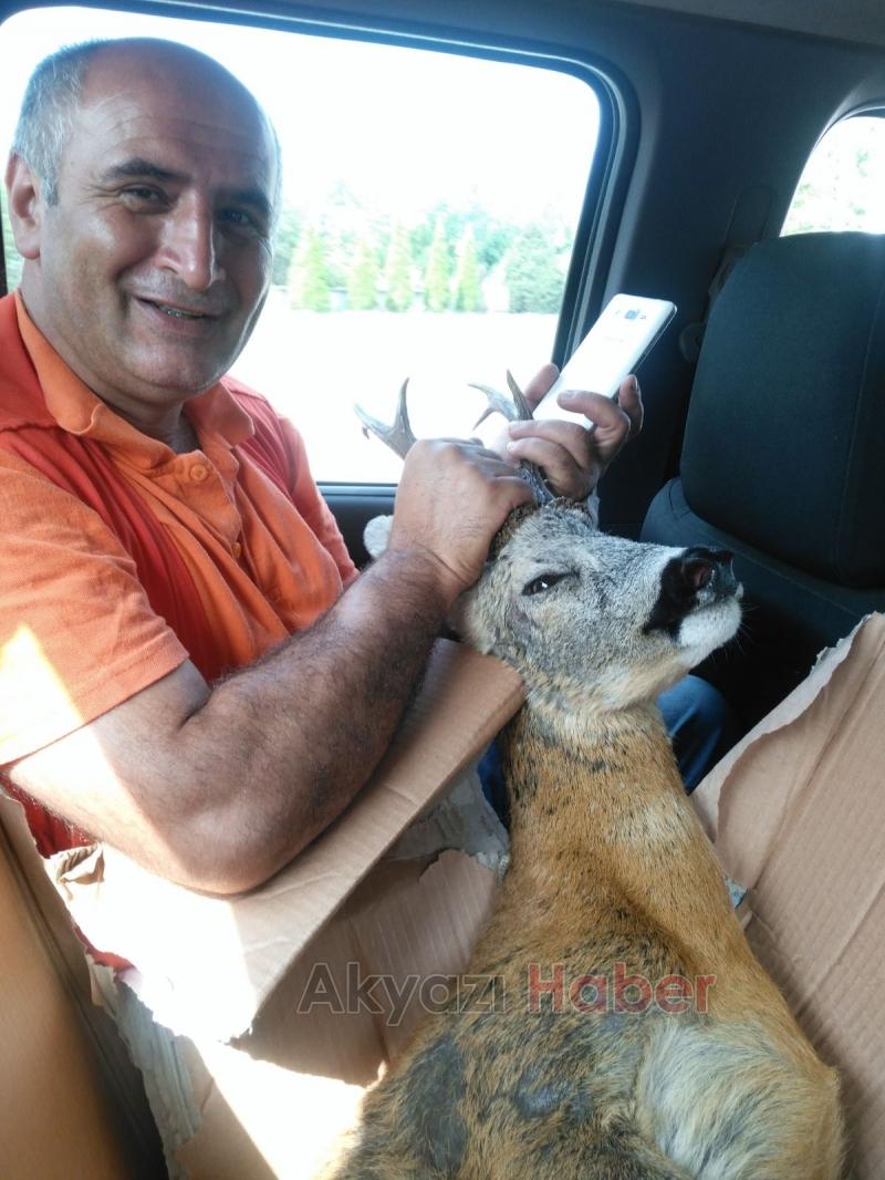 Yaralı Karaca Milli Parklar Ekiplerine Teslim Edildi