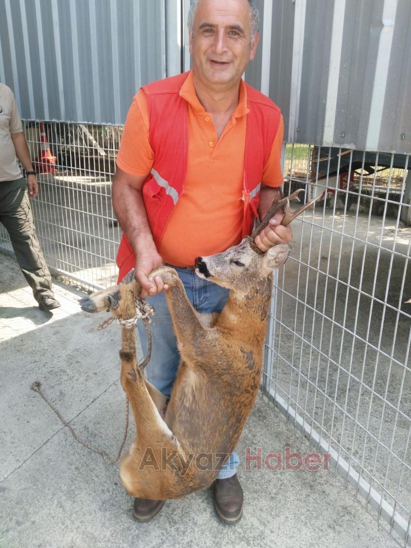 Yaralı Karaca Milli Parklar Ekiplerine Teslim Edildi