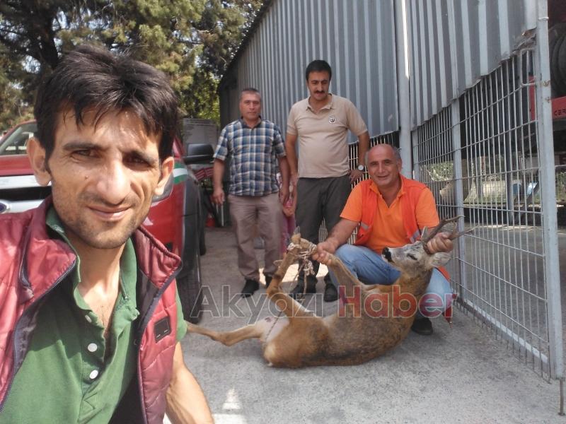 Yaralı Karaca Milli Parklar Ekiplerine Teslim Edildi