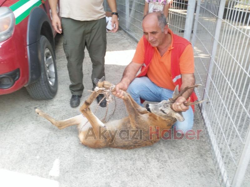 Yaralı Karaca Milli Parklar Ekiplerine Teslim Edildi