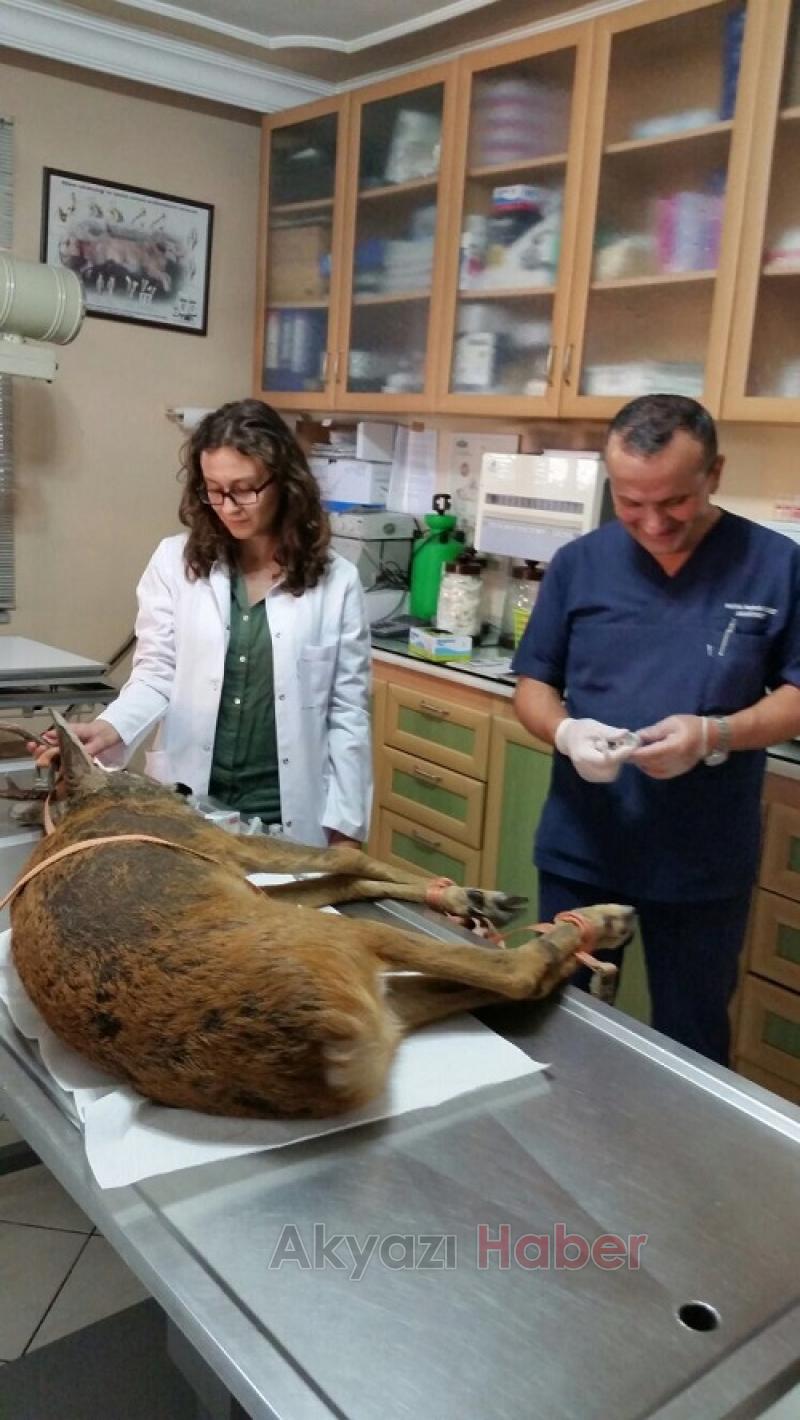 Yaralı karaca özgürlüğüne kavuştu