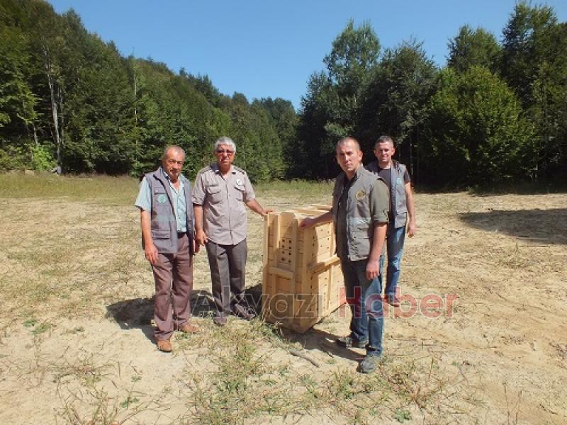 Yaralı karaca özgürlüğüne kavuştu
