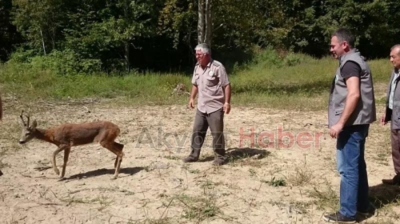Yaralı karaca özgürlüğüne kavuştu