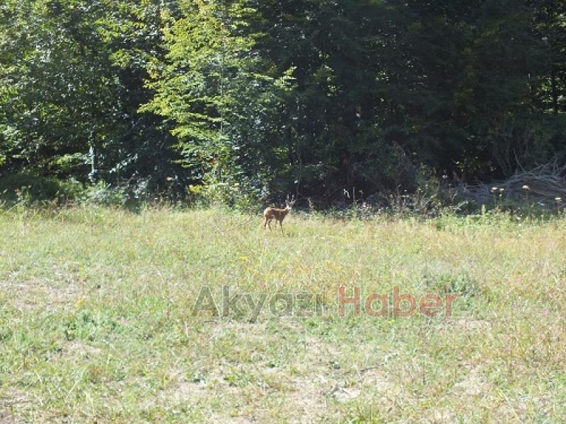Yaralı karaca özgürlüğüne kavuştu