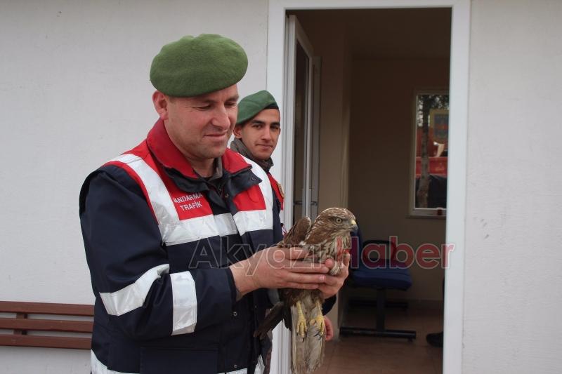 Yaralı Şahine Jandarma Şefkati