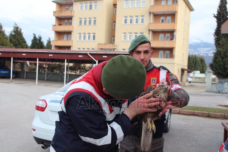 Yaralı Şahine Jandarma Şefkati