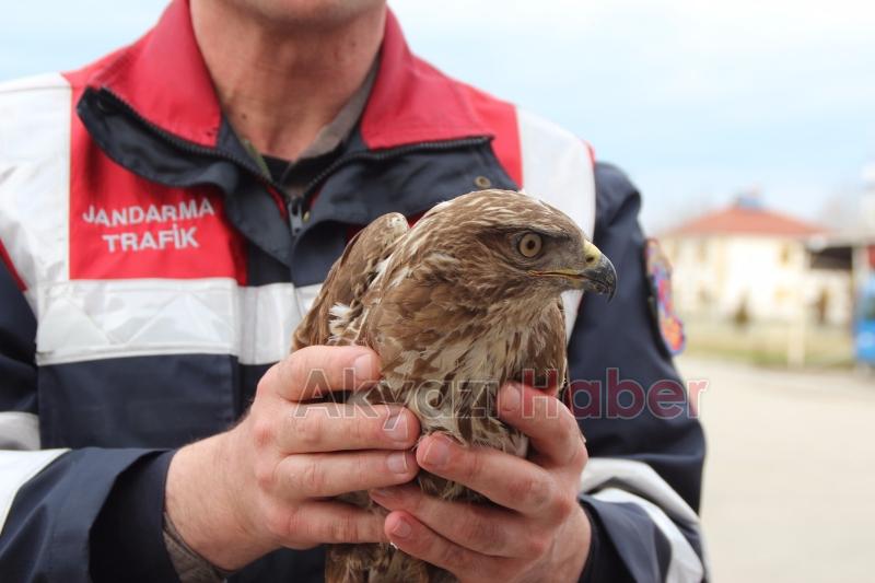 Yaralı Şahine Jandarma Şefkati