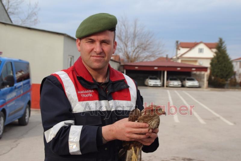 Yaralı Şahine Jandarma Şefkati