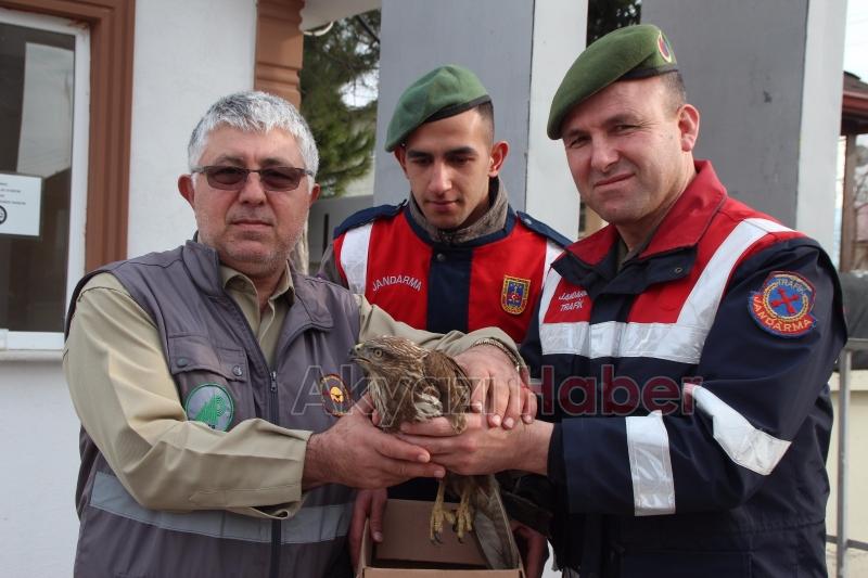 Yaralı Şahine Jandarma Şefkati