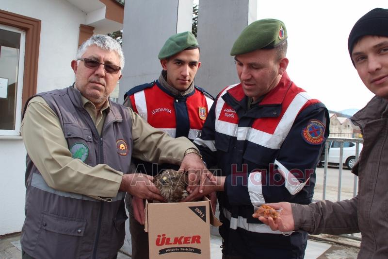 Yaralı Şahine Jandarma Şefkati