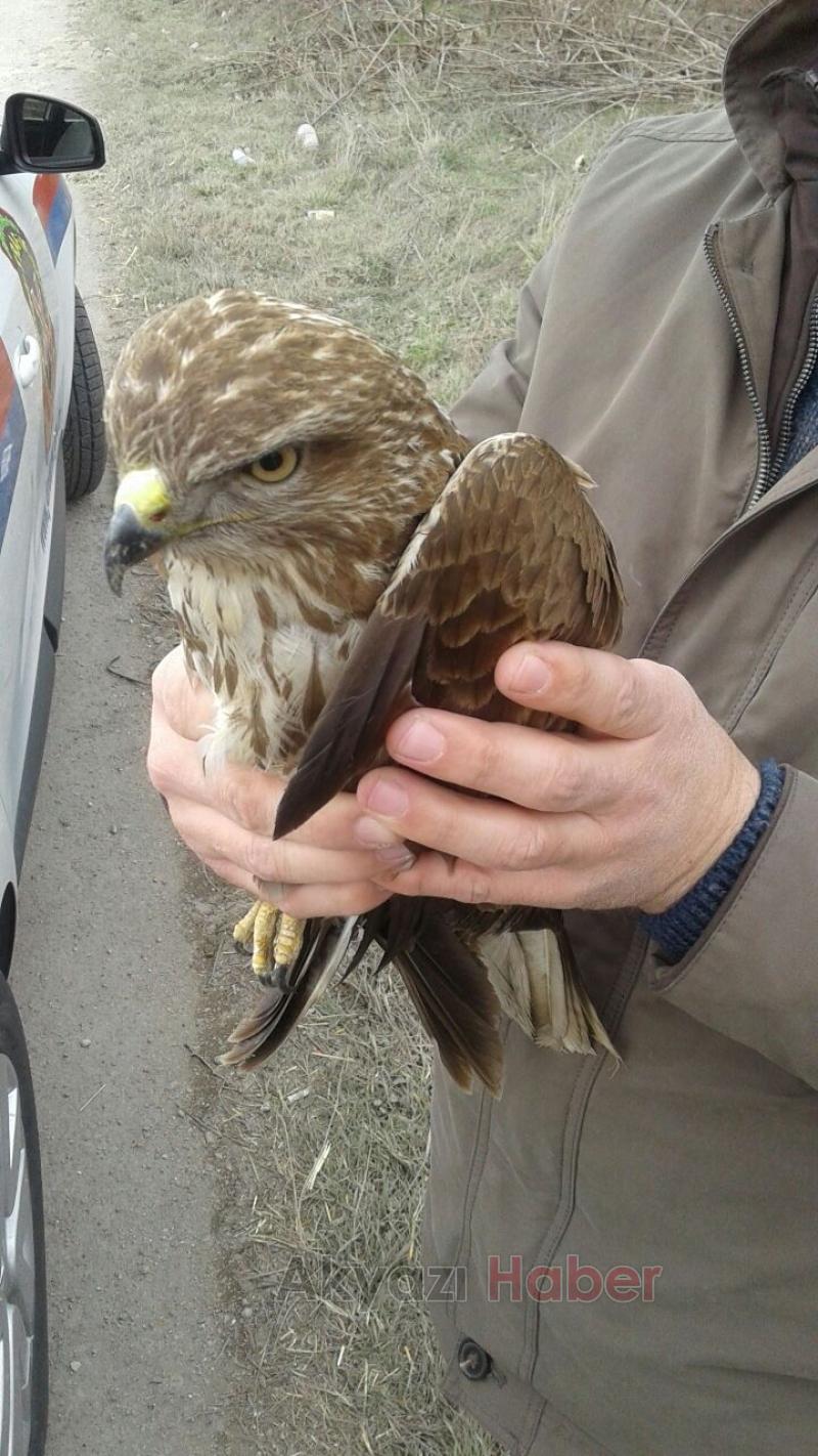 Yaralı Şahine Jandarma Şefkati