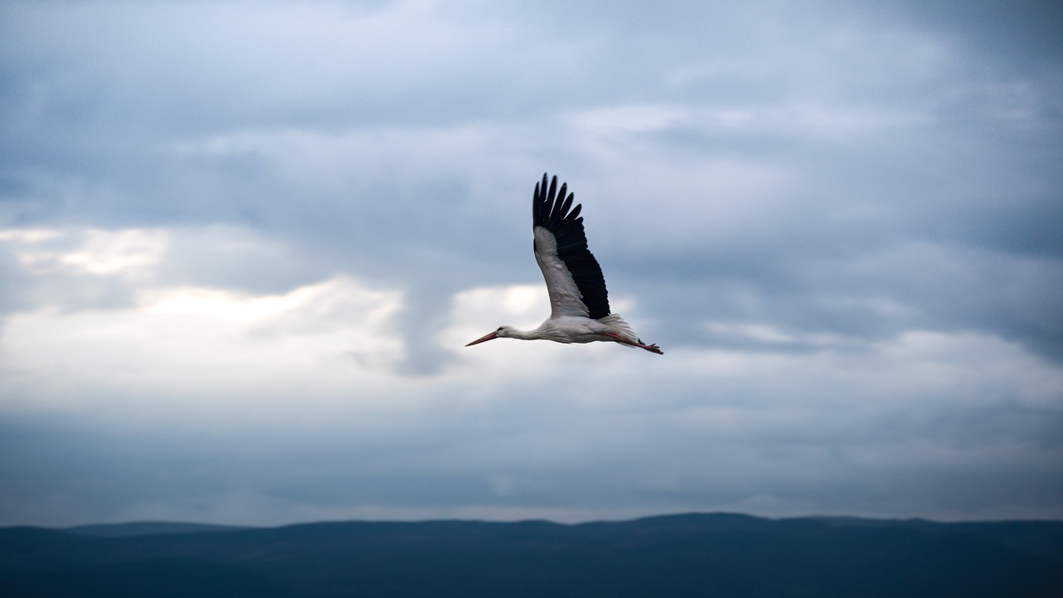 Yaren leylek bu yıl erken geldi