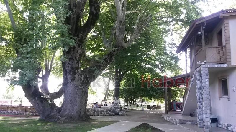 Yatırımlık Mükemmel Devren Satılık Tesis ve Alan 