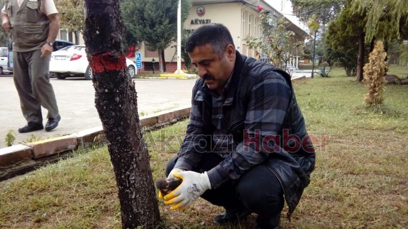 Yavru Atmaca Yetkililere Teslim Edildi