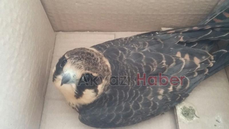 Yavru Atmaca Yetkililere Teslim Edildi