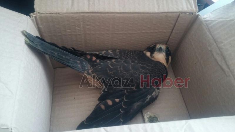 Yavru Atmaca Yetkililere Teslim Edildi