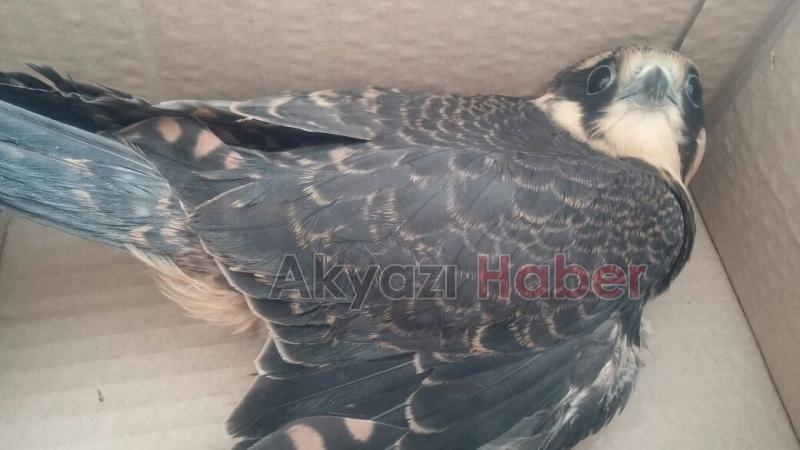 Yavru Atmaca Yetkililere Teslim Edildi