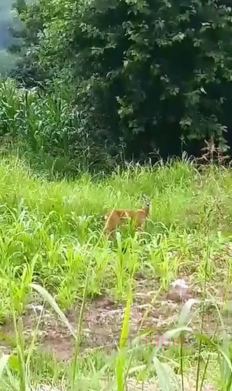 Yavru Ceylan Böyle Görüntülendi