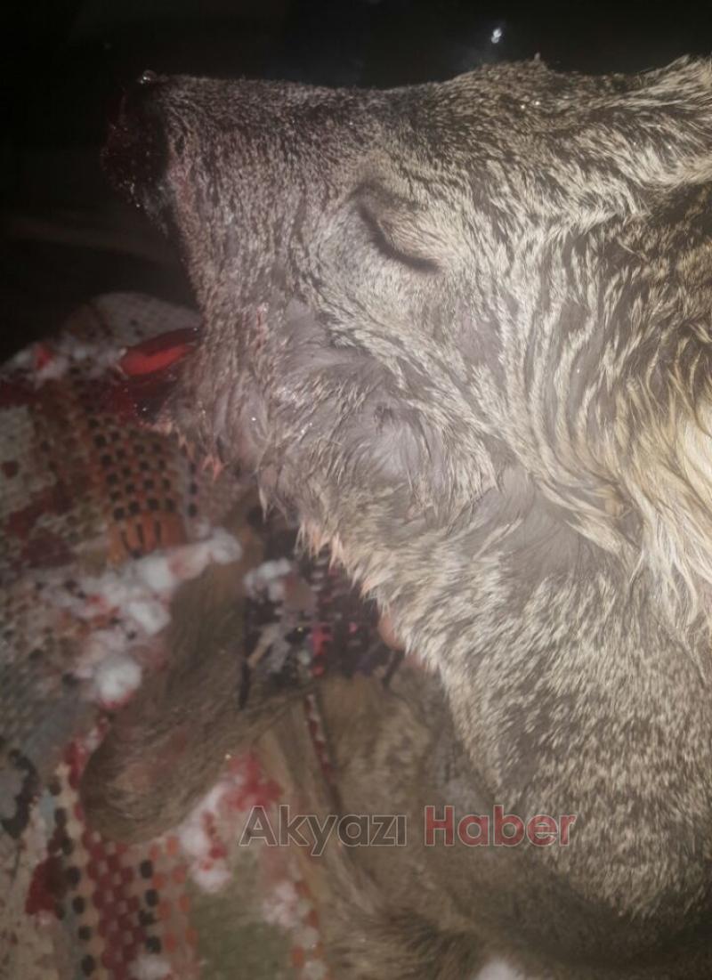 Yavru Geyiğe Araba Çarptı 