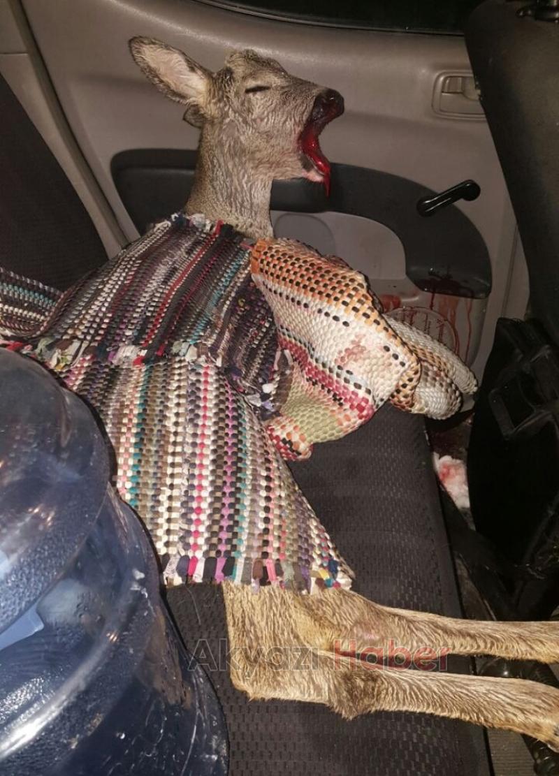 Yavru Geyiğe Araba Çarptı 