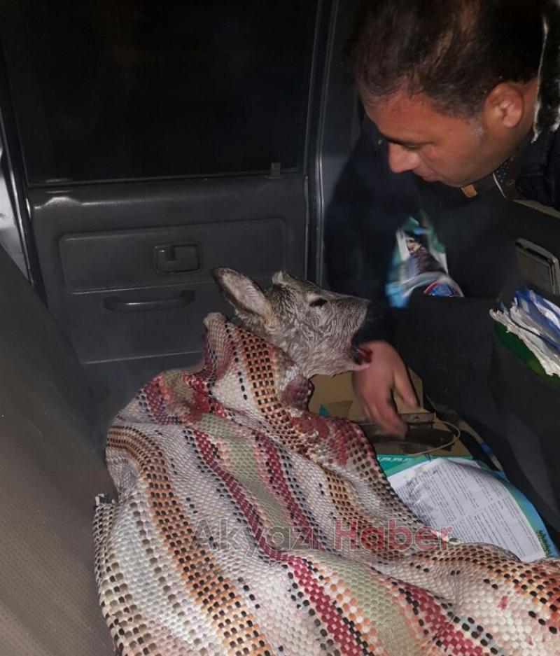 Yavru Geyiğe Araba Çarptı 