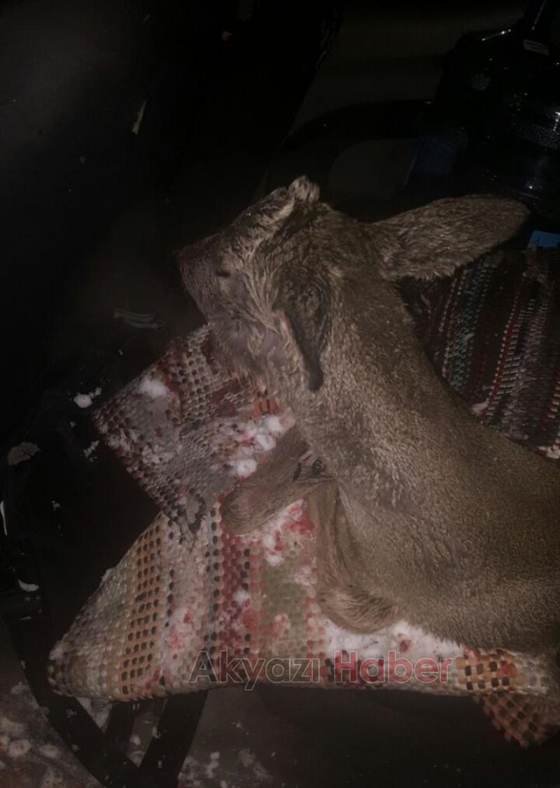 Yavru Geyiğe Araba Çarptı 