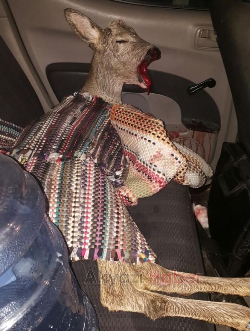 Yavru Geyiğe Araba Çarptı 