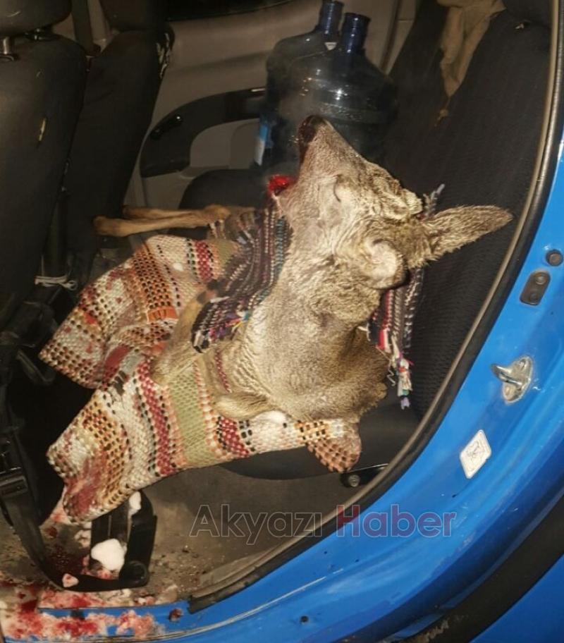 Yavru Geyiğe Araba Çarptı 