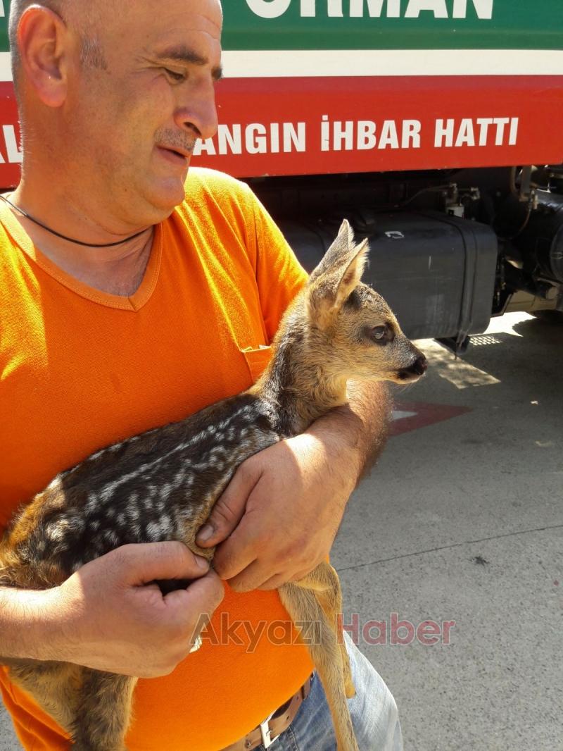 Yavru Karaca Koruma Altına Alındı