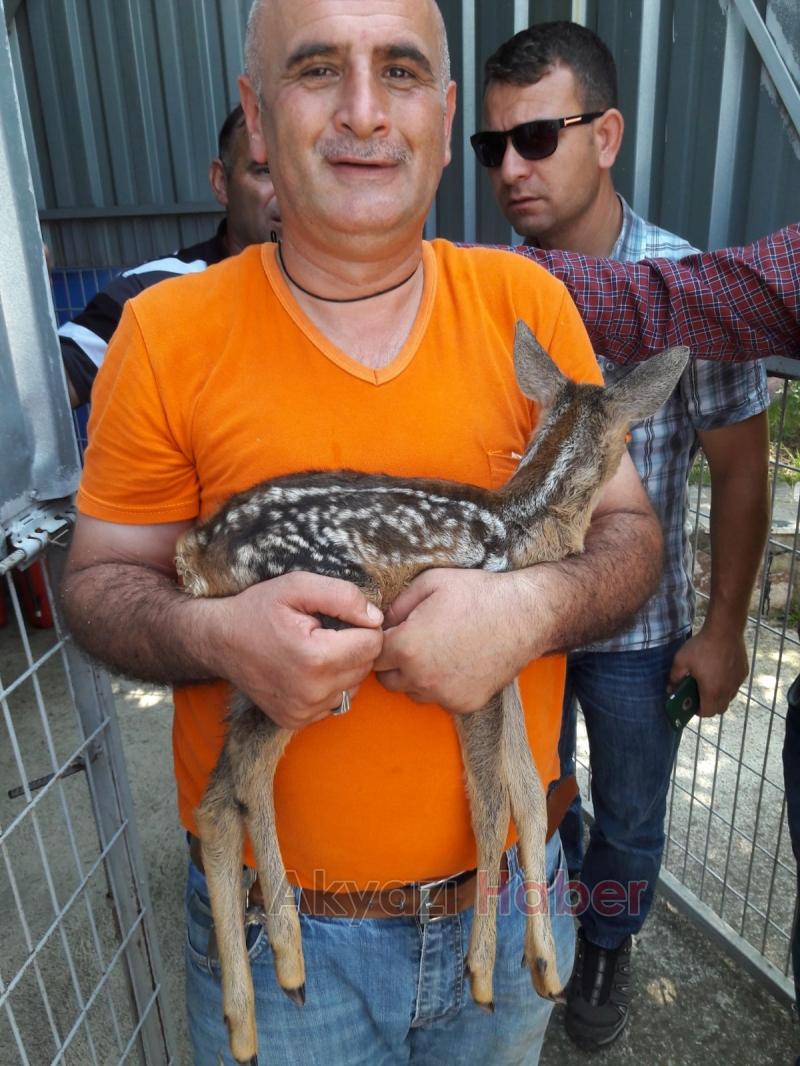 Yavru Karaca Koruma Altına Alındı
