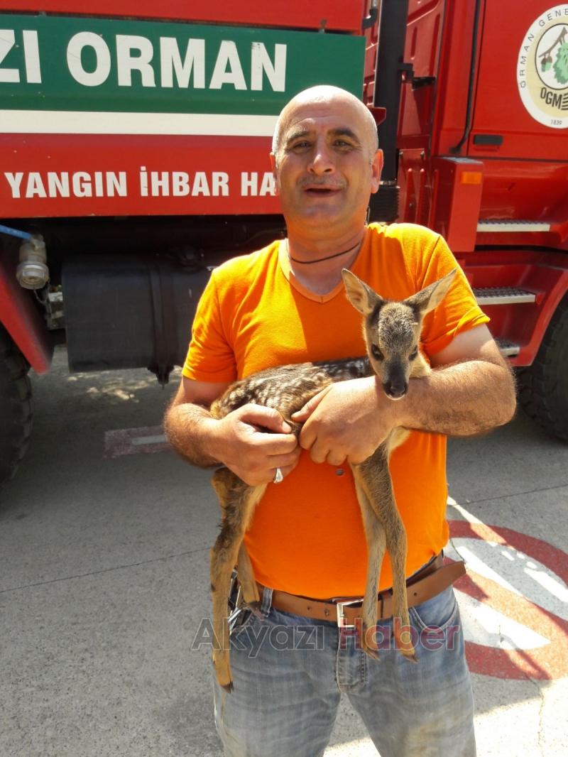 Yavru Karaca Koruma Altına Alındı