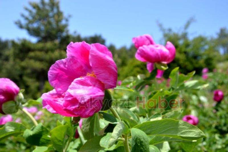 Yaylada bulundu sakın koparmayın