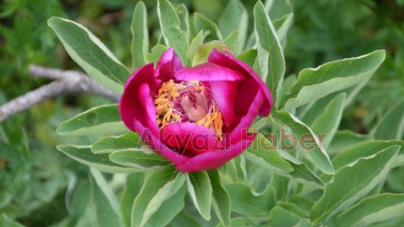 Yaylada bulundu sakın koparmayın