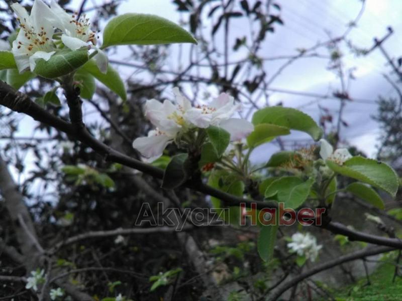 Yaz Ağaçları Kasımda Meyve Verdi